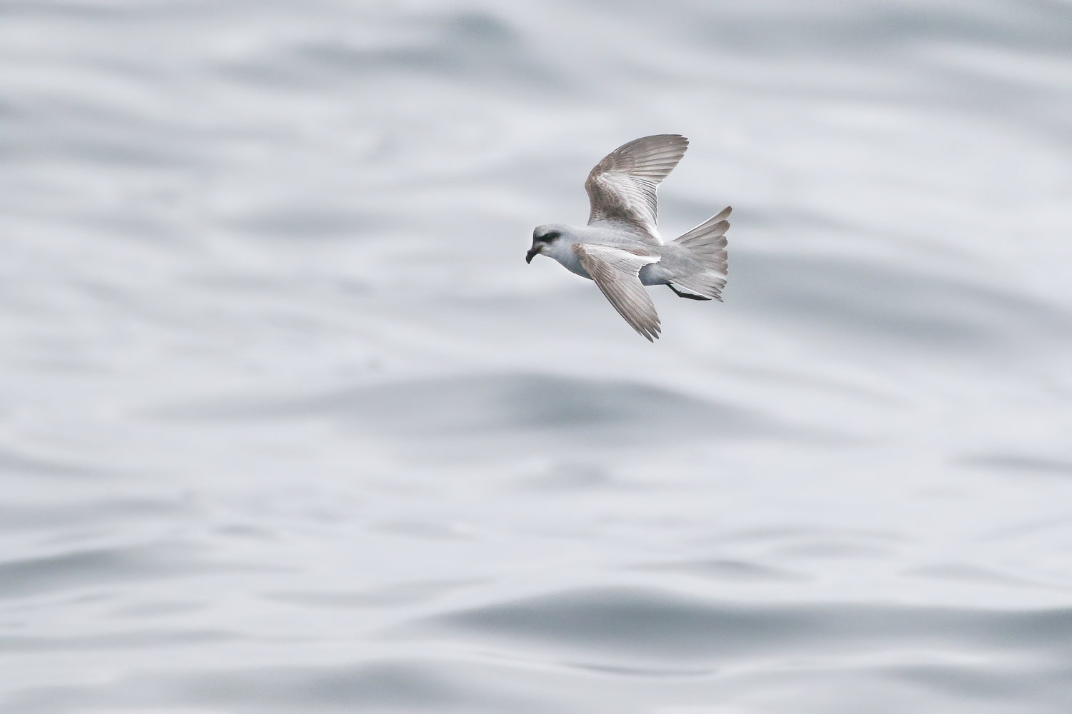 Fork-tailed Storm Petrel - a small bird feeding far offshore